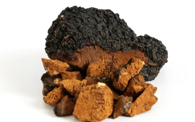 Chaga