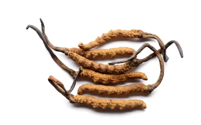 Cordyceps sinensis