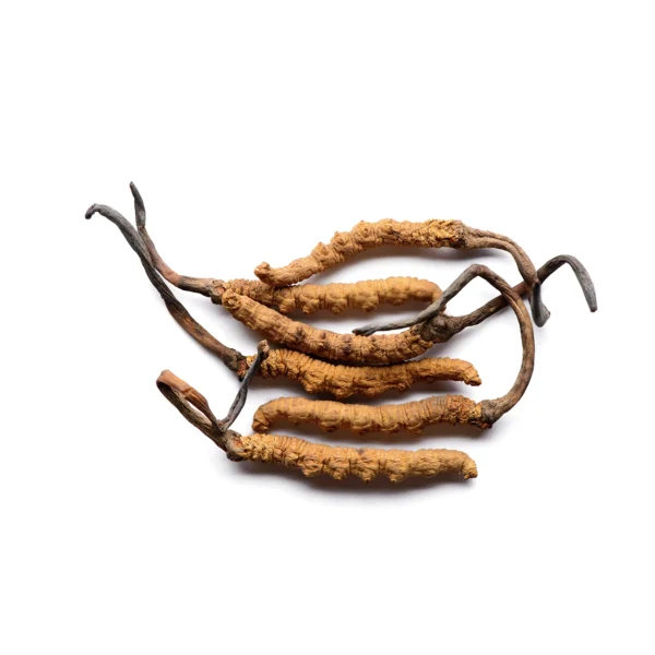 Cordyceps sinensis