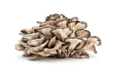 Maitake