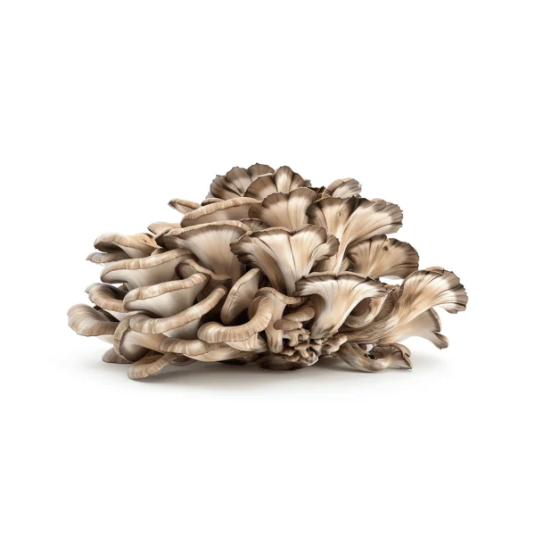 Maitake